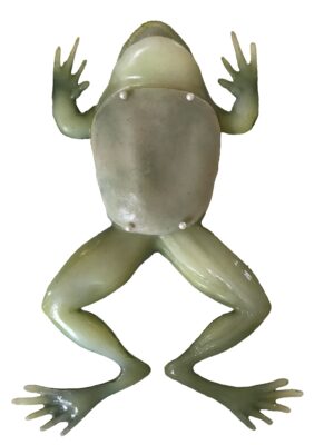 Modelo de dissecção de sapo