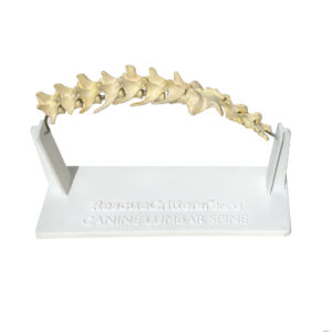 Modelo vertebral lombar canino por criaturas® de resgate