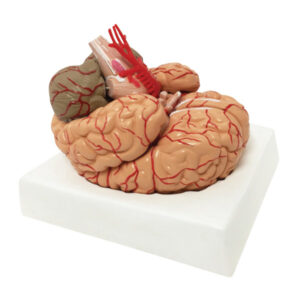 Modelo de artérias cerebrais