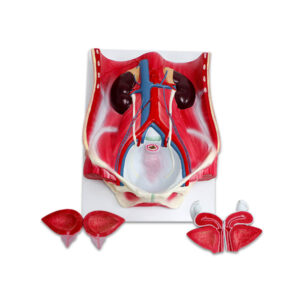 Sistema Urinário Completo