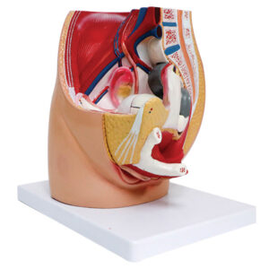 Modelo de Cavidade Pélvica Feminina