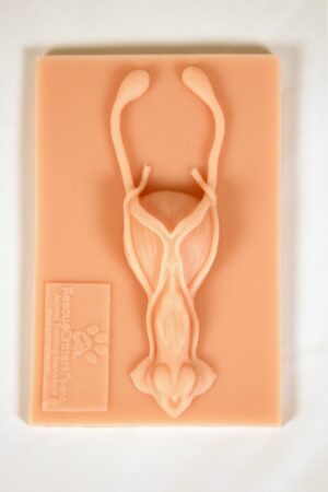 Simulador de Ovariohisterectomia - Ferramenta de Instrução