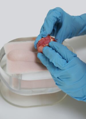 Simulador Pad para Treinamento de Orquiectomia Canina (1unid)