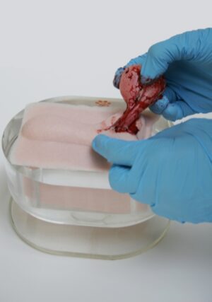 Simulador Pad para Treinamento de Orquiectomia Canina (5unid)