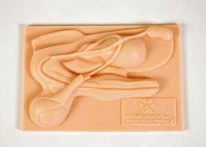 Simulador de Orquiectomia - Ferramenta Instrucional