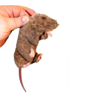 Simulador de rato - Item de substituição da cauda