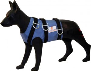 Cão de busca e resgate