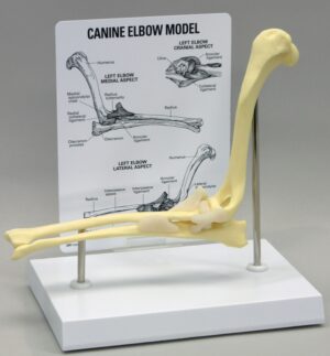 Modelo de cotovelo canino por GPI