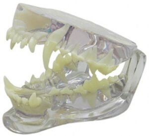 Modelo de mandíbula canina clara por GPI Anatômico