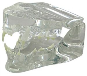 Modelo de mandíbula felina clara por GPI Anatômico