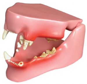 Modelo de Mandíbula Felina por GPI Anatômico