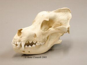 Crânio - Cachorro São Bernardo