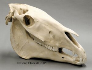 Crânio de Cavalo