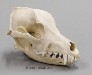 Caveira de cachorro airedale