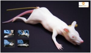 Simulador de Rato - Laboratório