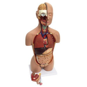Modelo de torso humano