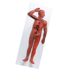 Modelo de sistema linfático