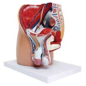 Modelo de Cavidade Pélvica Masculina