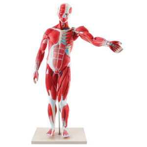 Figura Muscular (Tamanho da mesa)