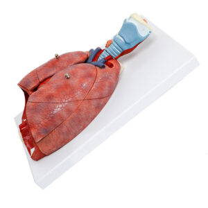 Modelo do Sistema Respiratório