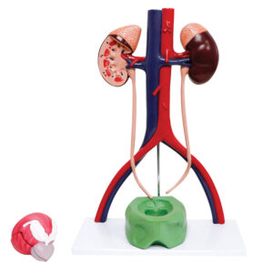 Modelo do sistema urinário