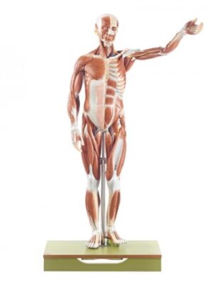 Figura muscular masculina - 1/2