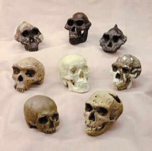 Conjunto de estudos hominídeos, clones ósseos