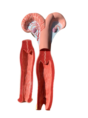 Modelo Anatômico do Sistema Reprodutor de Vaca