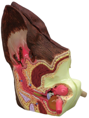 Modelo de orelha canina por GPI Anatomicals