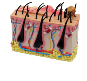 Modelo de Pele Canina